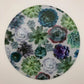 Succulant