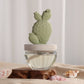 Cactus - Bunny Ear Cactus ceramic diffuser gift set - 100ml