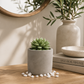 Succulent in Planter Diffuser Gift Set for Home Decor