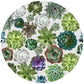 Succulant