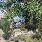 Arizona Juniper