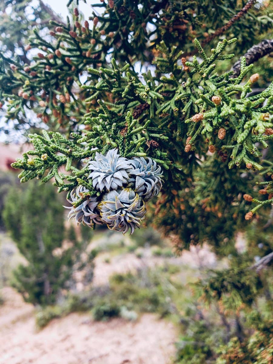 Arizona Juniper