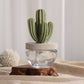 Cactus - Saguaro Cactus ceramic diffuser gift set -100ml