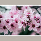 Montana Cherry Blossom Car Air Freshener 60-Day Scent