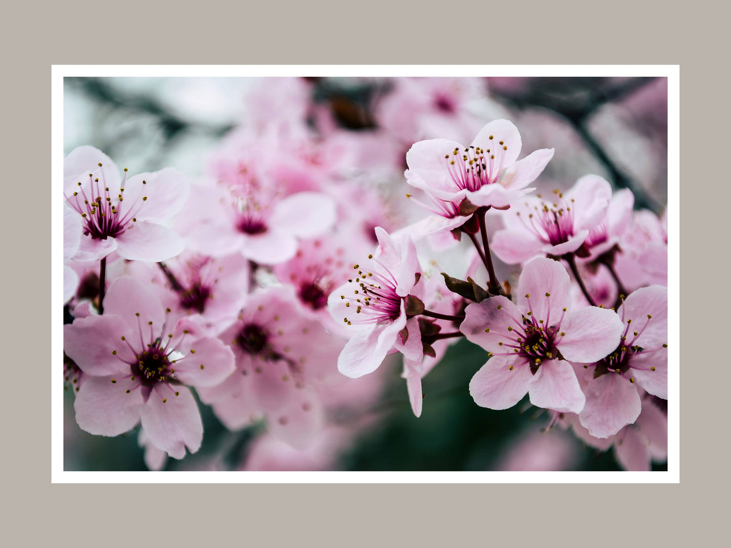 Montana Cherry Blossom Car Air Freshener 60-Day Scent