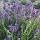 Montana Mountain Lavender Car Air Freshener 60Day Calm Scent