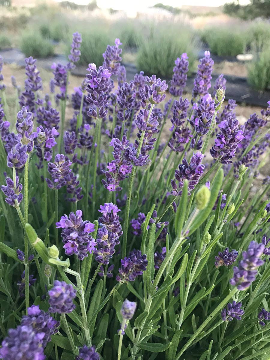 Montana Mountain Lavender Car Air Freshener 60Day Calm Scent