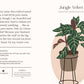 Houseplants and Their Fucked-Up Thoughts by Carlyle Christoff
