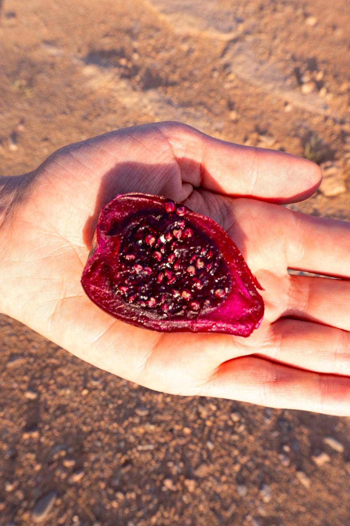 Prickly Pear Cactus Fruit Leather