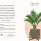 Houseplants and Their Fucked-Up Thoughts by Carlyle Christoff
