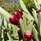 Prickly Pear Cactus Fruit Leather