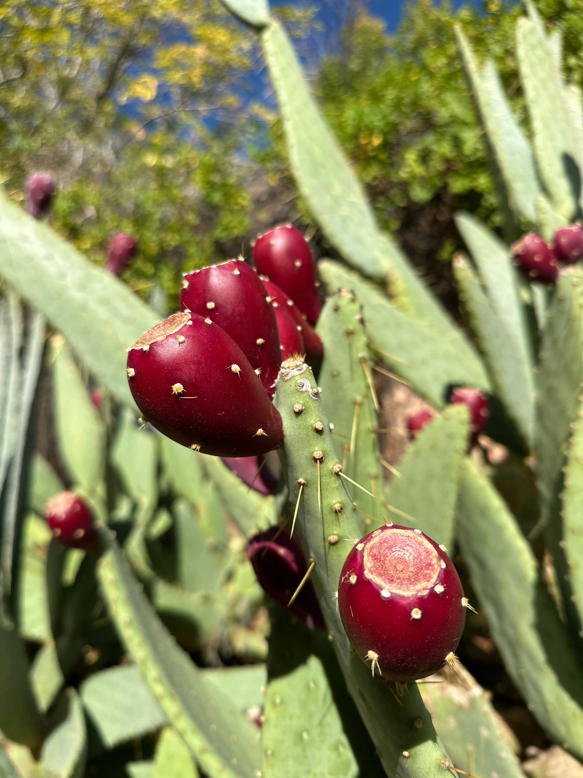 Prickly Pear Cactus Fruit Leather