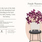 Houseplants and Their Fucked-Up Thoughts by Carlyle Christoff