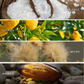 Salt and Sea Reed Diffuser - Home Decor & Gifts