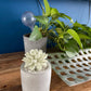 Succulent in Planter Diffuser Gift Set - Citrus Verbena