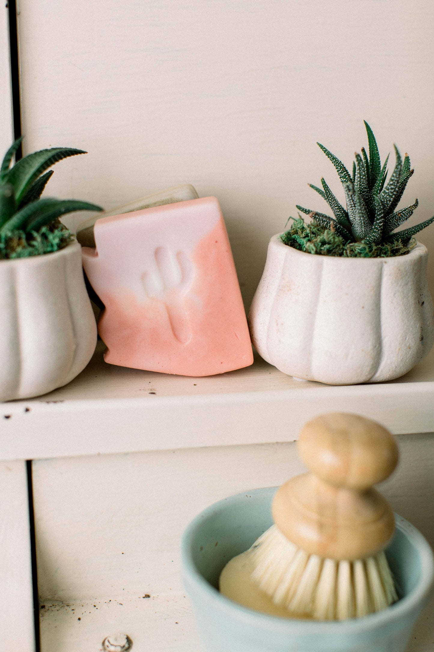 Arizona Cactus Flower