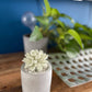 Succulent in Planter Diffuser Gift Set for Home Decor