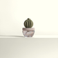Cactus Ceramic Diffuser Gift Set - 100ml/3.38fl oz for Decor