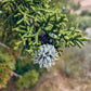 Arizona Juniper