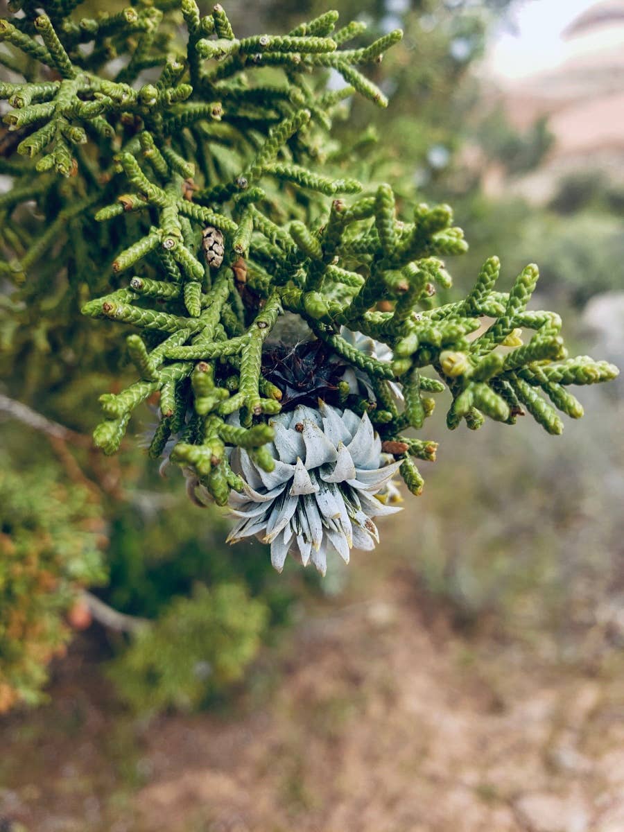 Arizona Juniper