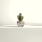 Cactus Ceramic Diffuser Gift Set - 100ml/3.38fl oz for Decor