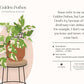 Houseplants and Their Fucked-Up Thoughts by Carlyle Christoff