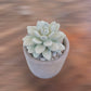 Succulent in Planter Diffuser Gift Set - Citrus Verbena