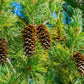 Montana Pine Car Air Freshener 60-Day Forest Scent