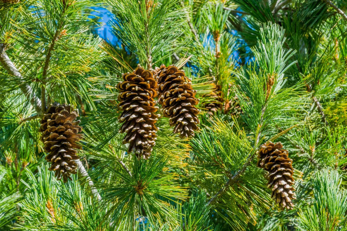 Montana Pine Car Air Freshener 60-Day Forest Scent