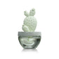 Cactus - Bunny Ear Cactus ceramic diffuser gift set - 100ml